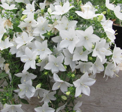 Campanula isophylla 'Alba'